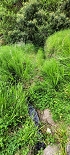 Plants: image 82 Of 208 Thumb
